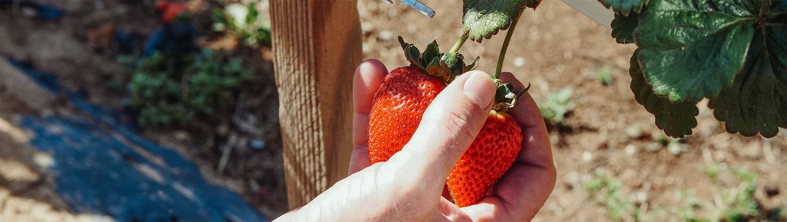 Hands picking ripe strawberries in a berryland field