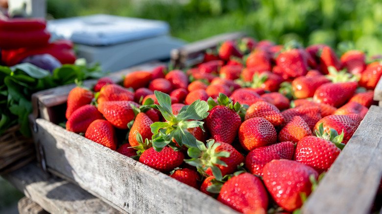 Fresh berryland strawberries